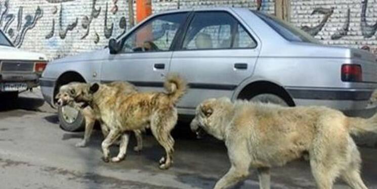 بیماری خطرناکی که سگ انتقال میدهد