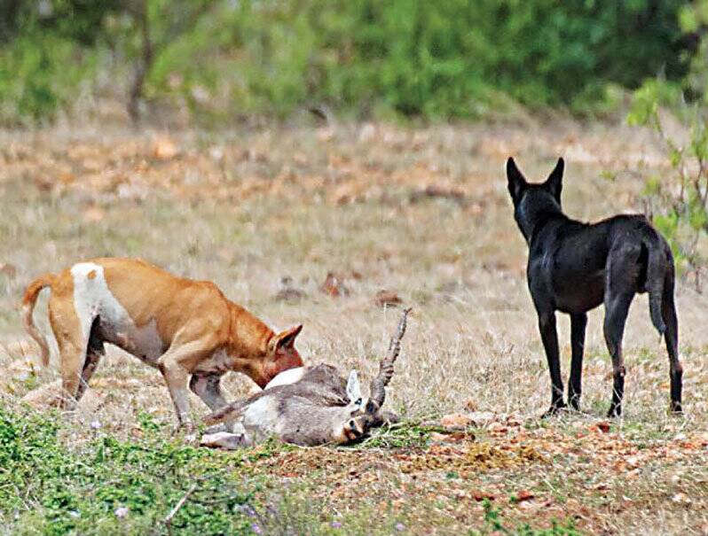 بیماری خطرناکی که سگ انتقال میدهد