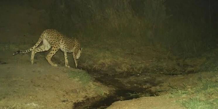 حالِ خوش هر ۴ تولهیوزپلنگِ «خورشید» خانم+ عکس