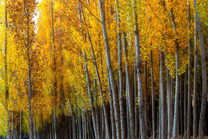پاییز هزار رنگ در یاسوج