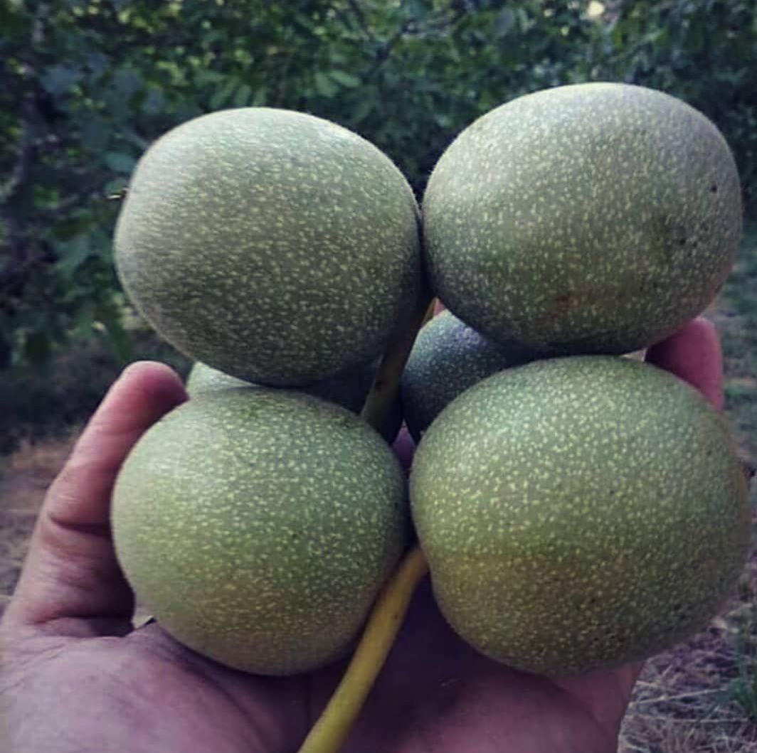 این نهال در نهالستان ارغوان نهال خریداران خارجی را به ایران کشاند