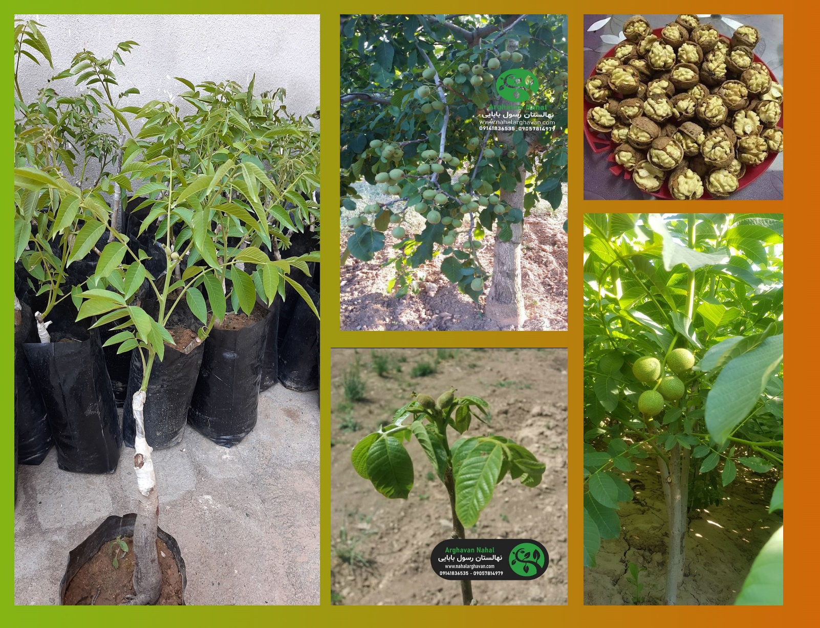 این نهال در نهالستان ارغوان نهال خریداران خارجی را به ایران کشاند