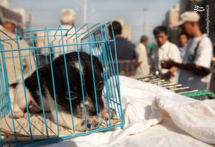 بهشت فروشندگان «پت» در ایران