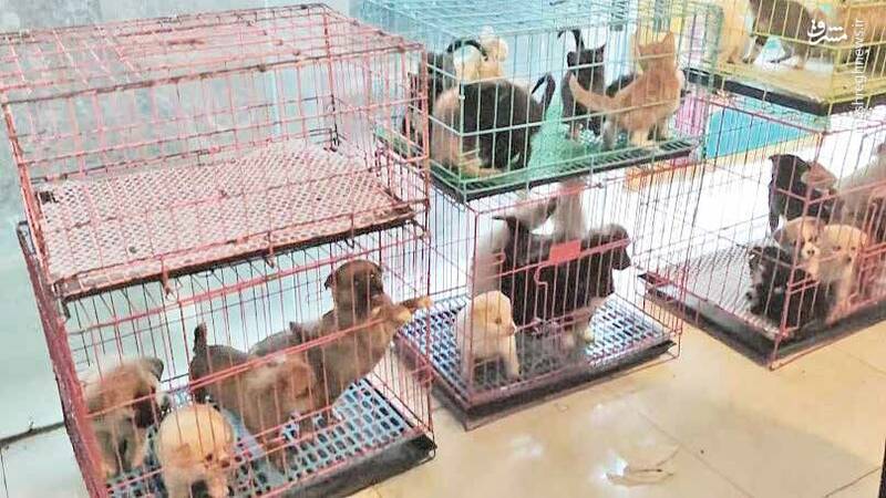 بهشت فروشندگان «پت» در ایران