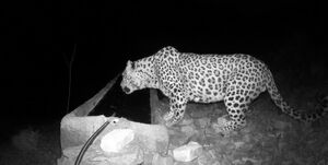 وقتی خانواده ۳ نفره پلنگ ایرانی نزدیک شهر پرسه میزنند+ فیلم