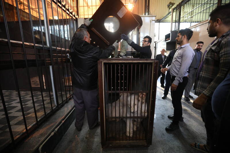 تصاویر | کمیاب ترین شیرهای آفریقا به تهران رسیدند | سرنوشت دو قلاده شیر سفید باغ وحش ارم چه می شود؟