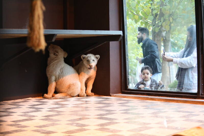 تصاویر | کمیاب ترین شیرهای آفریقا به تهران رسیدند | سرنوشت دو قلاده شیر سفید باغ وحش ارم چه می شود؟