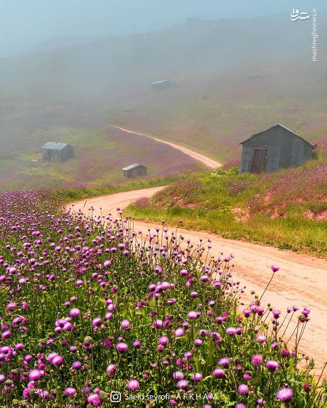تصویری از سلانه سر زیبای گیلان