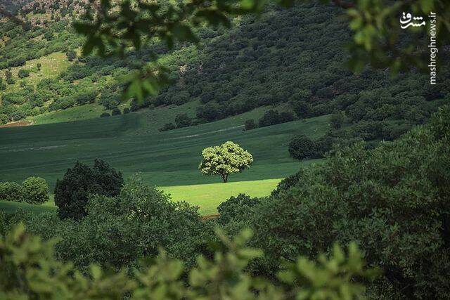 لرستان و تک درختی که چشم نوازی میکند