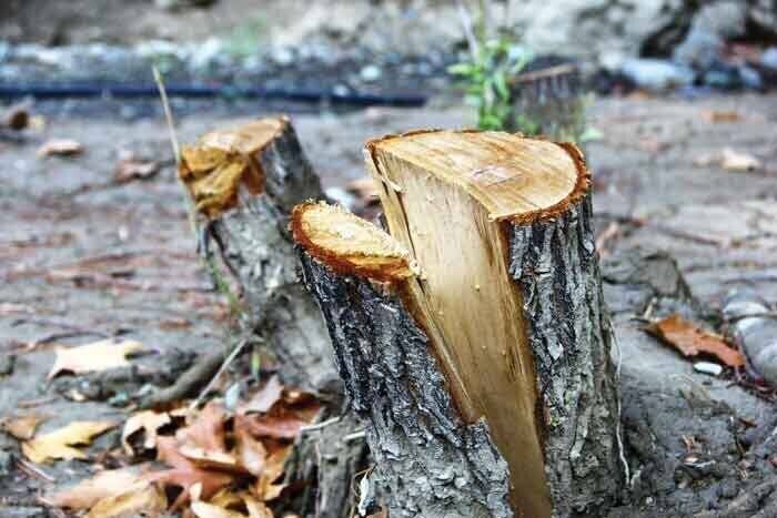 ماجرای قطع ۸۰۰ درخت در پارک جنگلی چیتگر