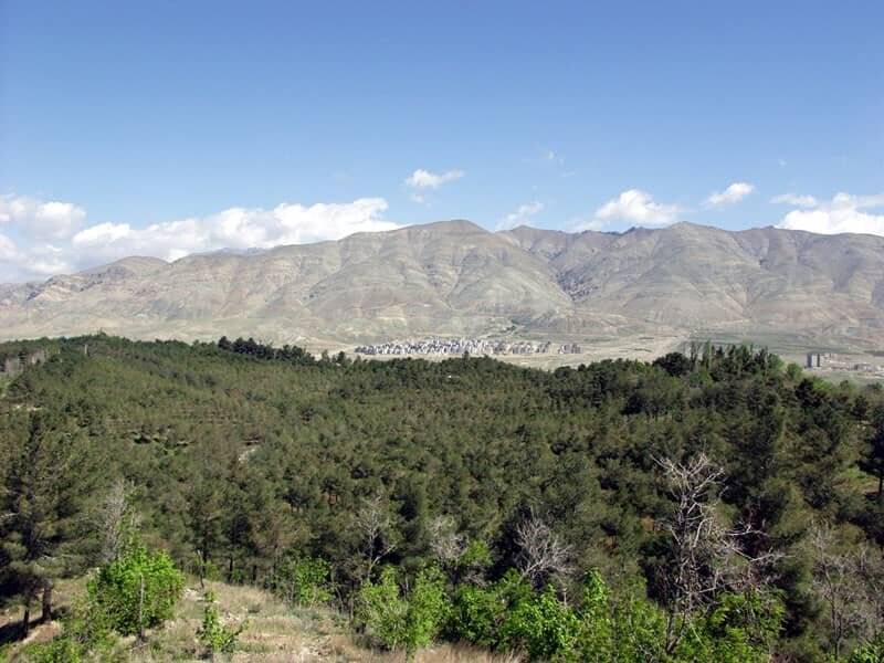 ماجرای قطع ۸۰۰ درخت در پارک جنگلی چیتگر