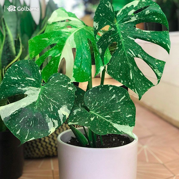 گران ترین گیاهان آپارتمانی