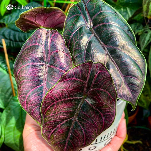 گران ترین گیاهان آپارتمانی