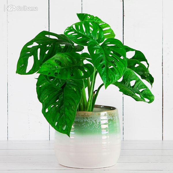 گران ترین گیاهان آپارتمانی