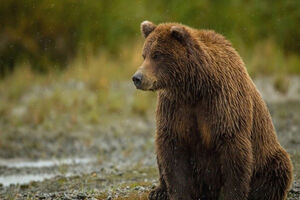 تصاویری از یک قلاده خرس قهوه‌ای در منطقه شکار ممنوع اشکوارت