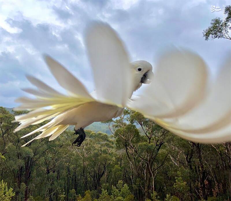 گلچینی از برترین آثار مسابقه عکاسی پرندگان در استرالیا