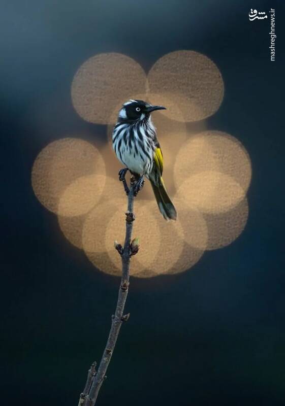 گلچینی از برترین آثار مسابقه عکاسی پرندگان در استرالیا