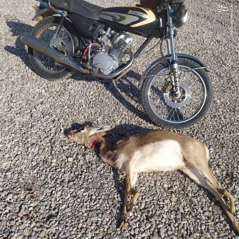 شکار آهو با موتور سیکلت