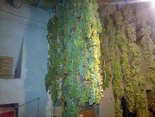 طبیب یلدا در سفره طرشتیها | قصه دلانگیز ریسههای انگور و انجیر