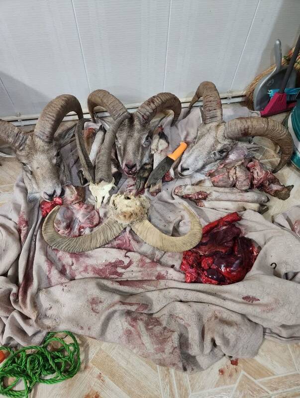 آیا افزایش جریمه شکار، باعث بازدارندگی میشود؟