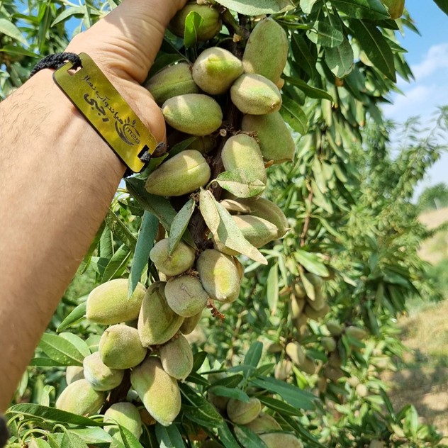 خرید و کاشت این نهال بادام، سودآوری باغ شما را 5 برابر می کند