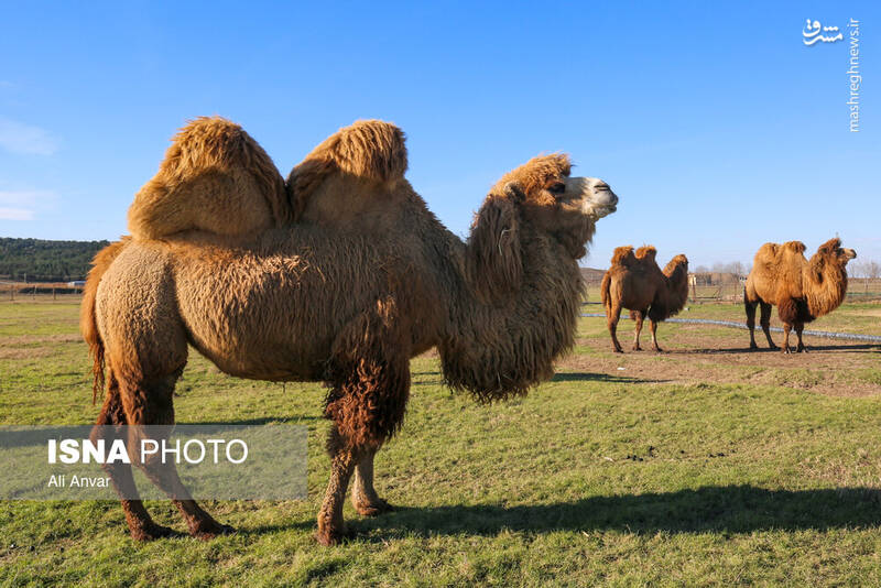 عکس / مزرعه شتر دوکوهانه در اردبیل 12