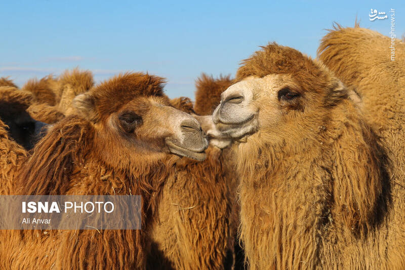 عکس / مزرعه شتر دوکوهانه در اردبیل 6