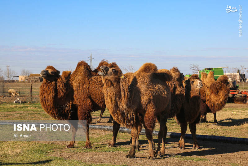 عکس / مزرعه شتر دوکوهانه در اردبیل 10