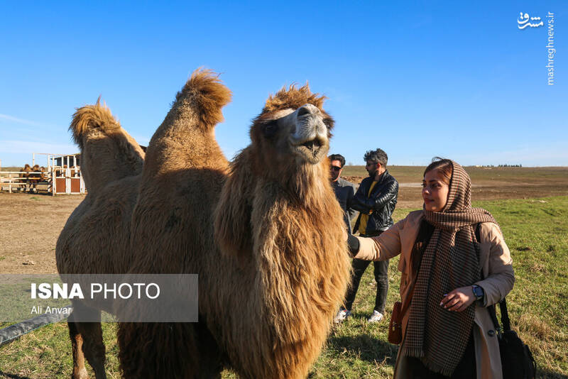 عکس / مزرعه شتر دوکوهانه در اردبیل 9