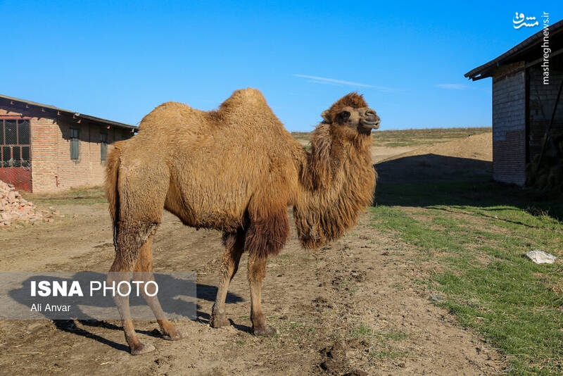عکس / مزرعه شتر دوکوهانه در اردبیل 7