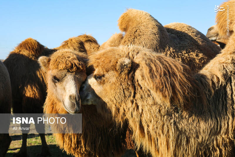 عکس / مزرعه شتر دوکوهانه در اردبیل