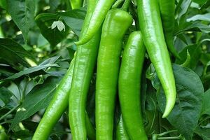 آشنایی با خواص بینظیر فلفل سبز