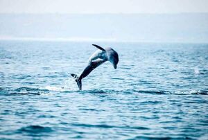 پرش یک دلفین بازی گوش در قایق گردشگران جزیره هنگام