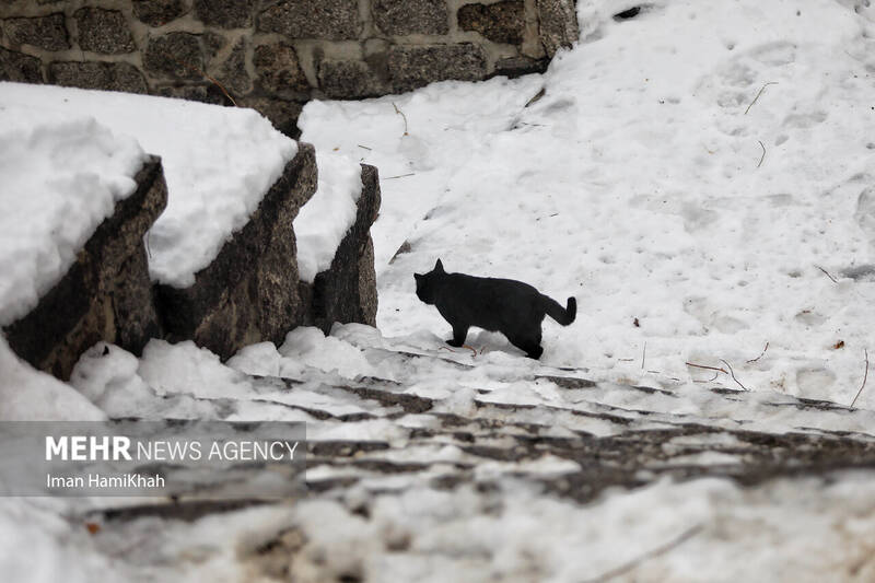 جلوه های زمستانی گنجنامه