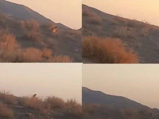 مشاهده ۵ قلاده یوزپلنگ ایرانی در توران +عکس