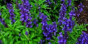 گیاهی برای تسکین سرفه در فصل سرما