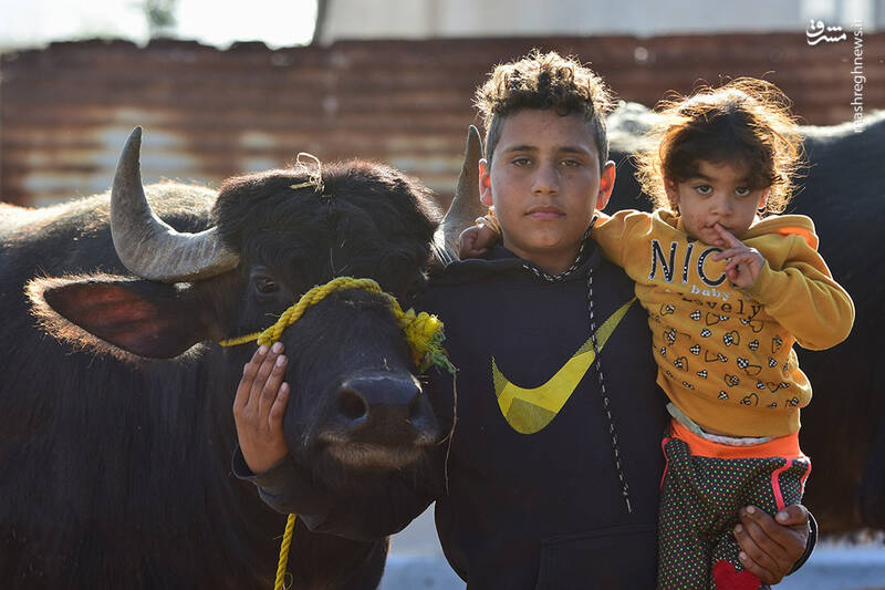 عکس/ پرورش گاومیش در خوزستان