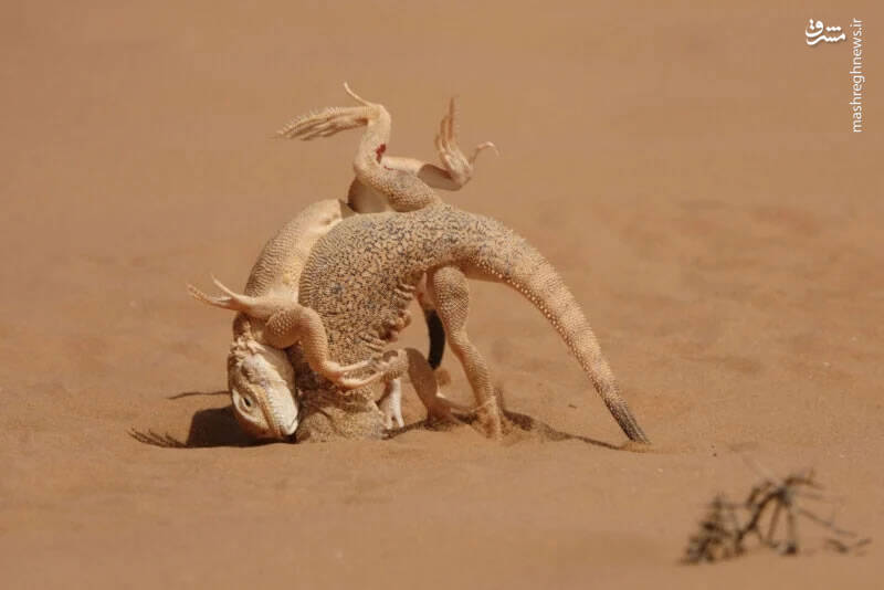 برترین تصاویر نماینزدیک ۲۰۲۳