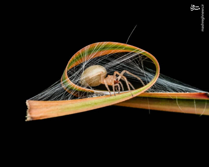 برترین تصاویر نماینزدیک ۲۰۲۳