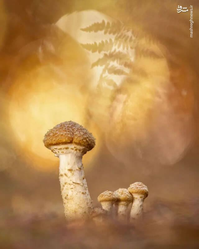 برترین تصاویر نماینزدیک ۲۰۲۳