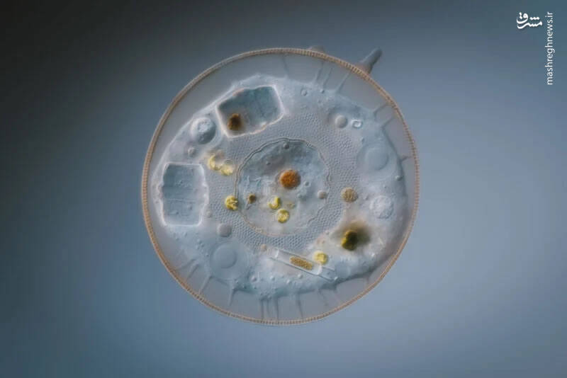 برترین تصاویر نماینزدیک ۲۰۲۳