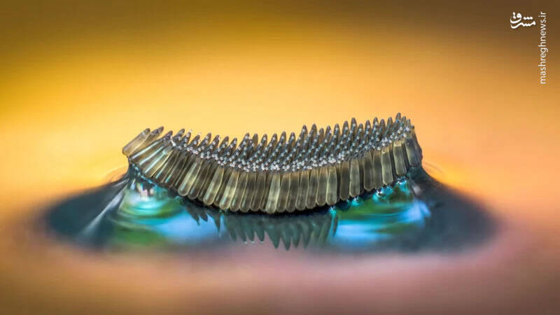 تخم پشه تخم پشه