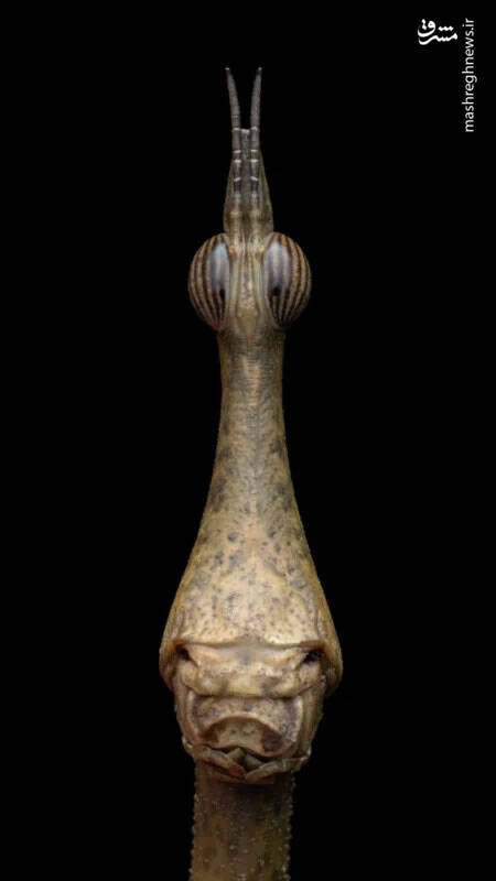 برترین تصاویر نماینزدیک ۲۰۲۳