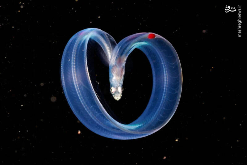 قلب دریا قلب دریا