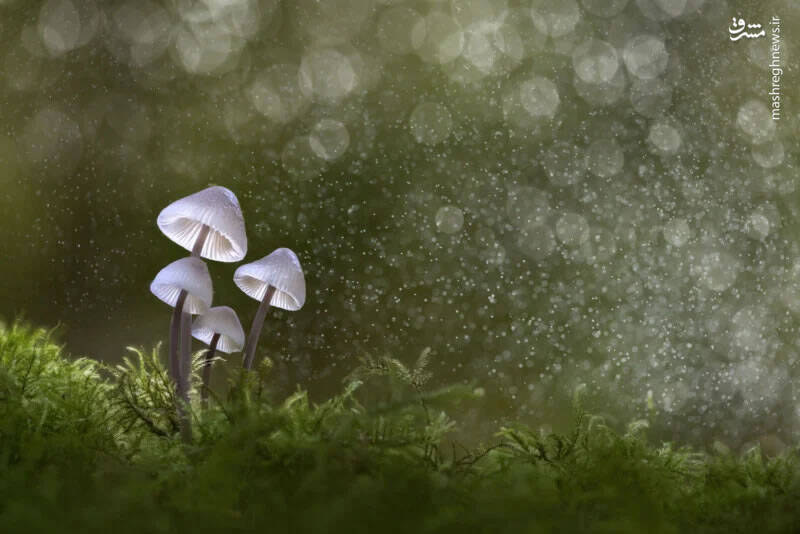 برترین تصاویر نماینزدیک ۲۰۲۳