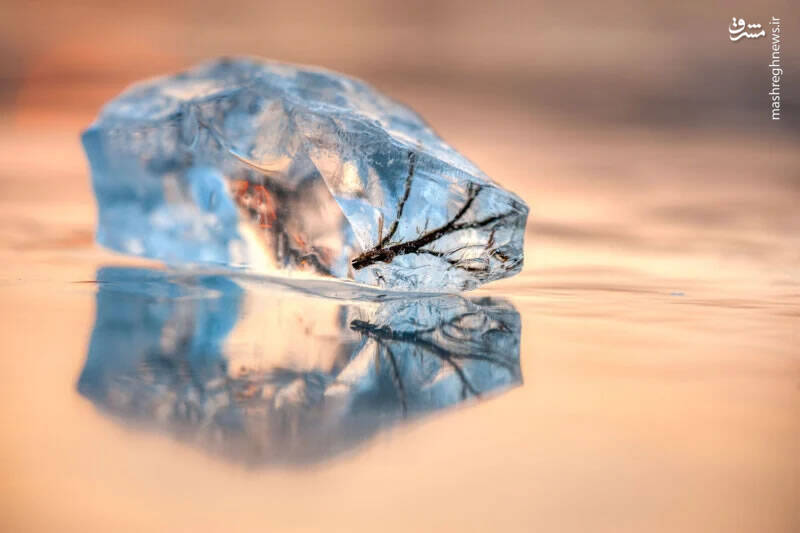 فسیل یخی فسیل یخی