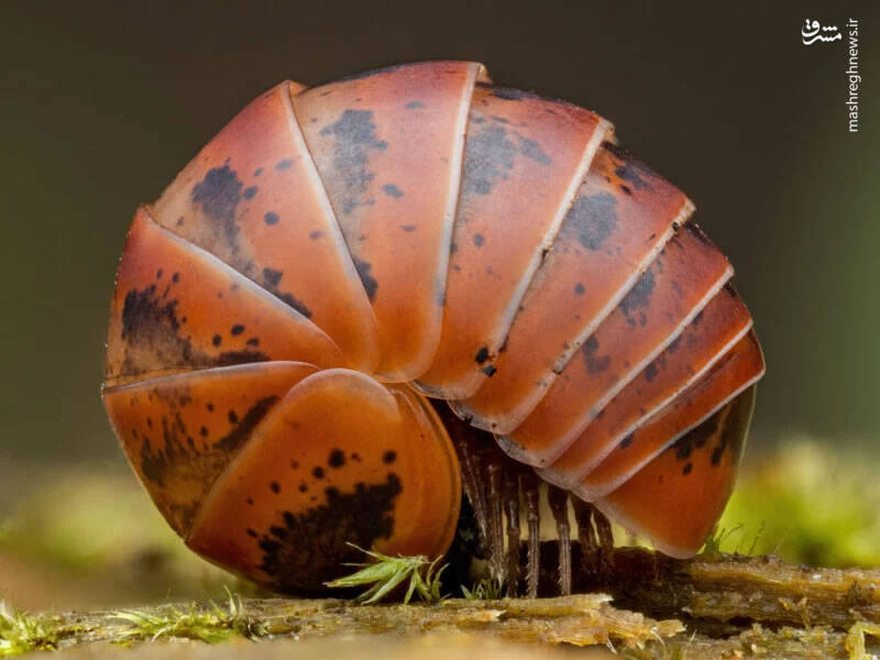 برترین تصاویر نماینزدیک ۲۰۲۳