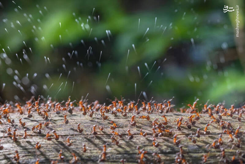 برترین تصاویر نماینزدیک ۲۰۲۳