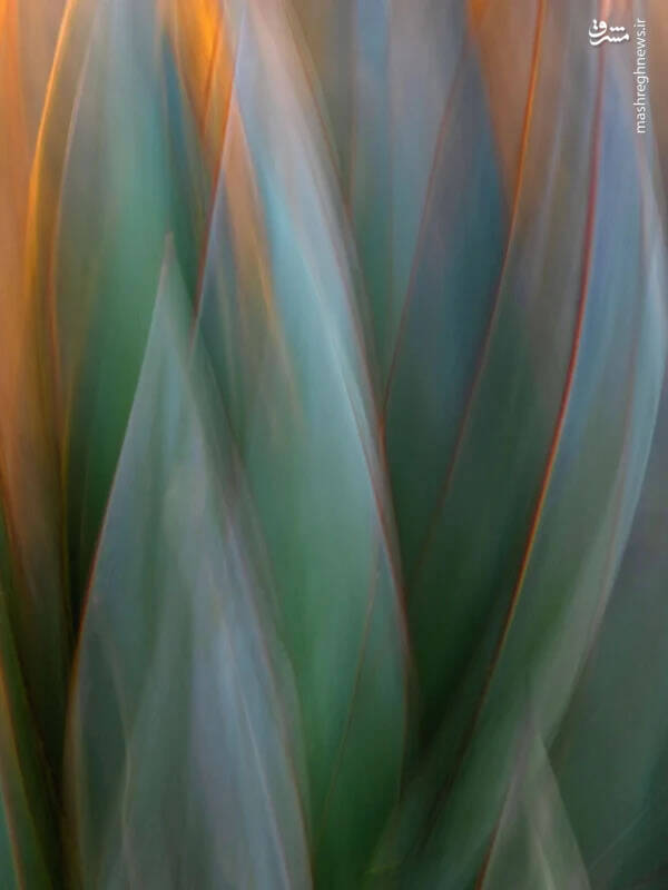 برترین تصاویر نماینزدیک ۲۰۲۳