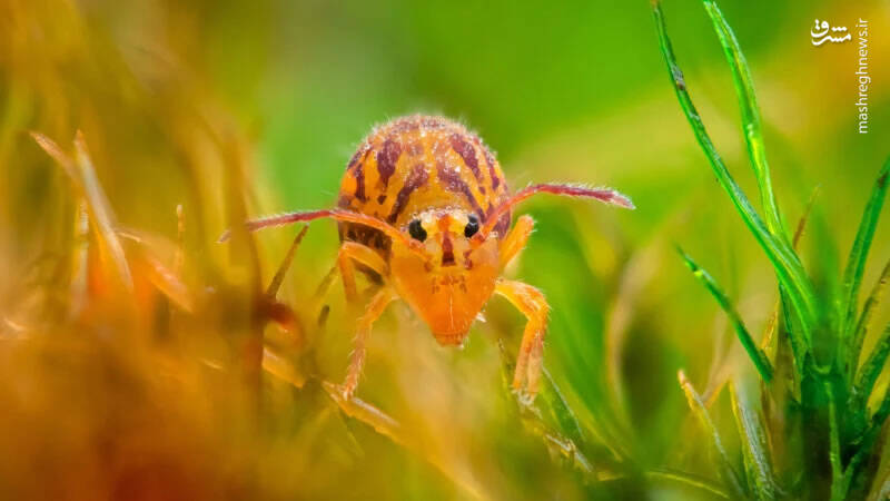 برترین تصاویر نماینزدیک ۲۰۲۳